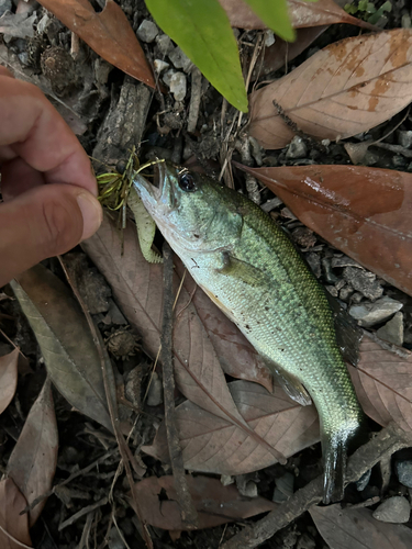 ラージマウスバスの釣果