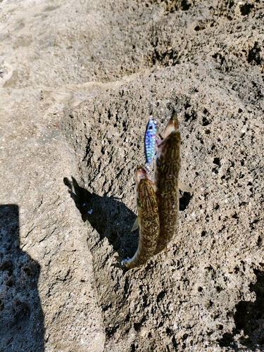 カマスの釣果