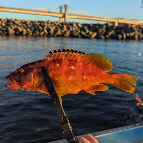 アカハタの釣果