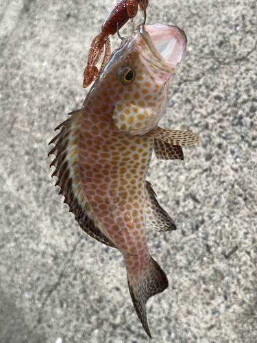 オオモンハタの釣果