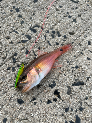 ネンブツダイの釣果