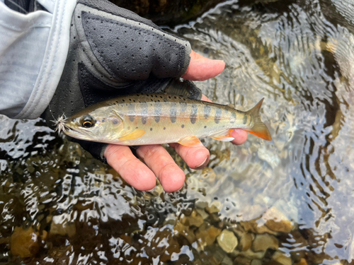 ヤマメの釣果