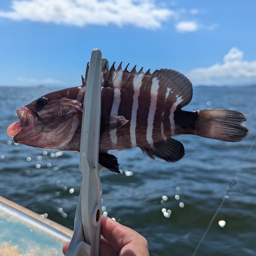 マハタの釣果