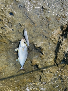 ショゴの釣果