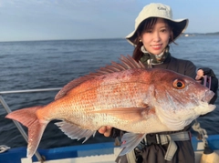 マダイの釣果