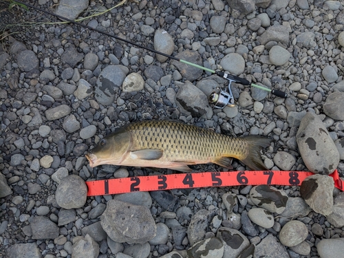 コイの釣果