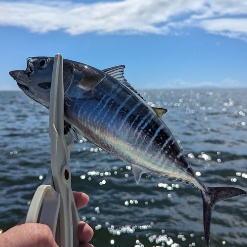 メジマグロの釣果