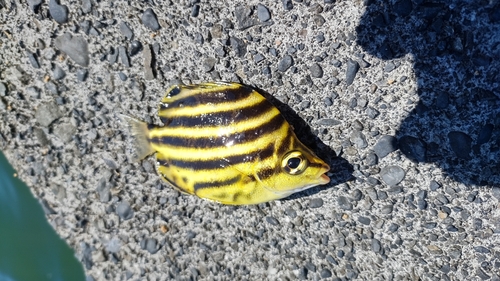 カゴカキダイの釣果