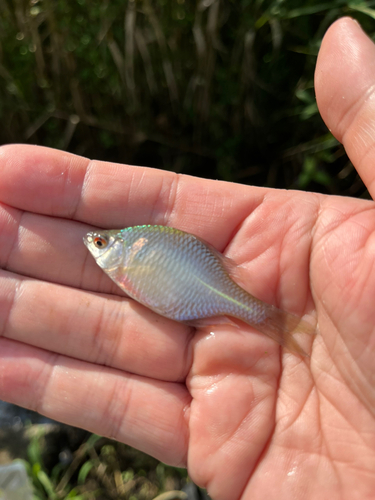 タイリクバラタナゴの釣果