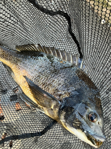 クロダイの釣果