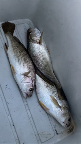 イシモチの釣果