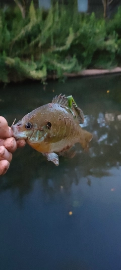 ブルーギルの釣果