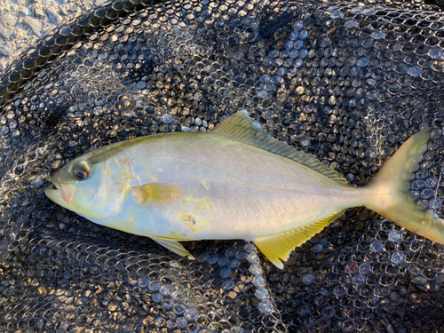 ショゴの釣果