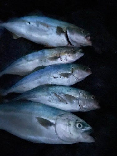 ワラサの釣果