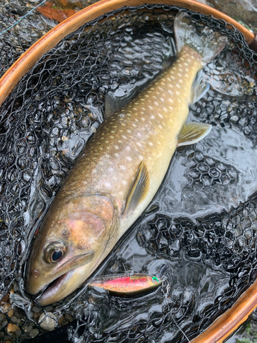 アメマスの釣果