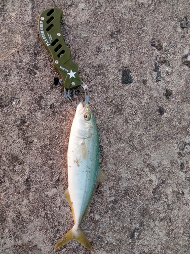 ツバスの釣果