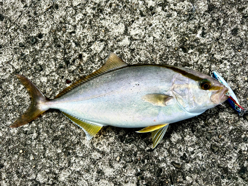 カンパチの釣果