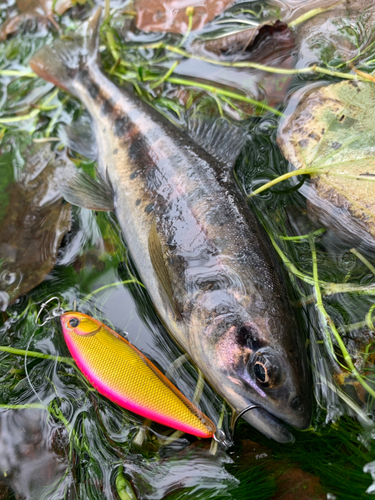 ヤマメの釣果