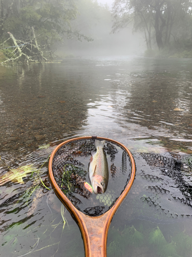 ニジマスの釣果