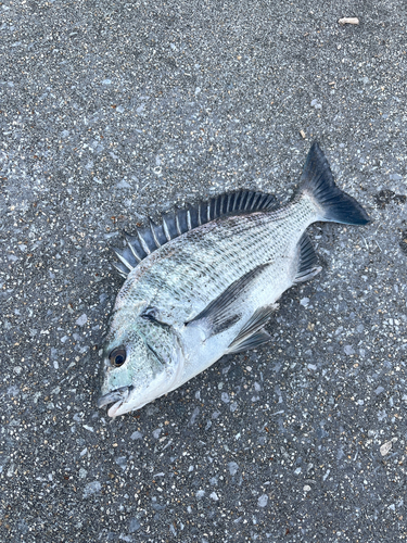 クロダイの釣果