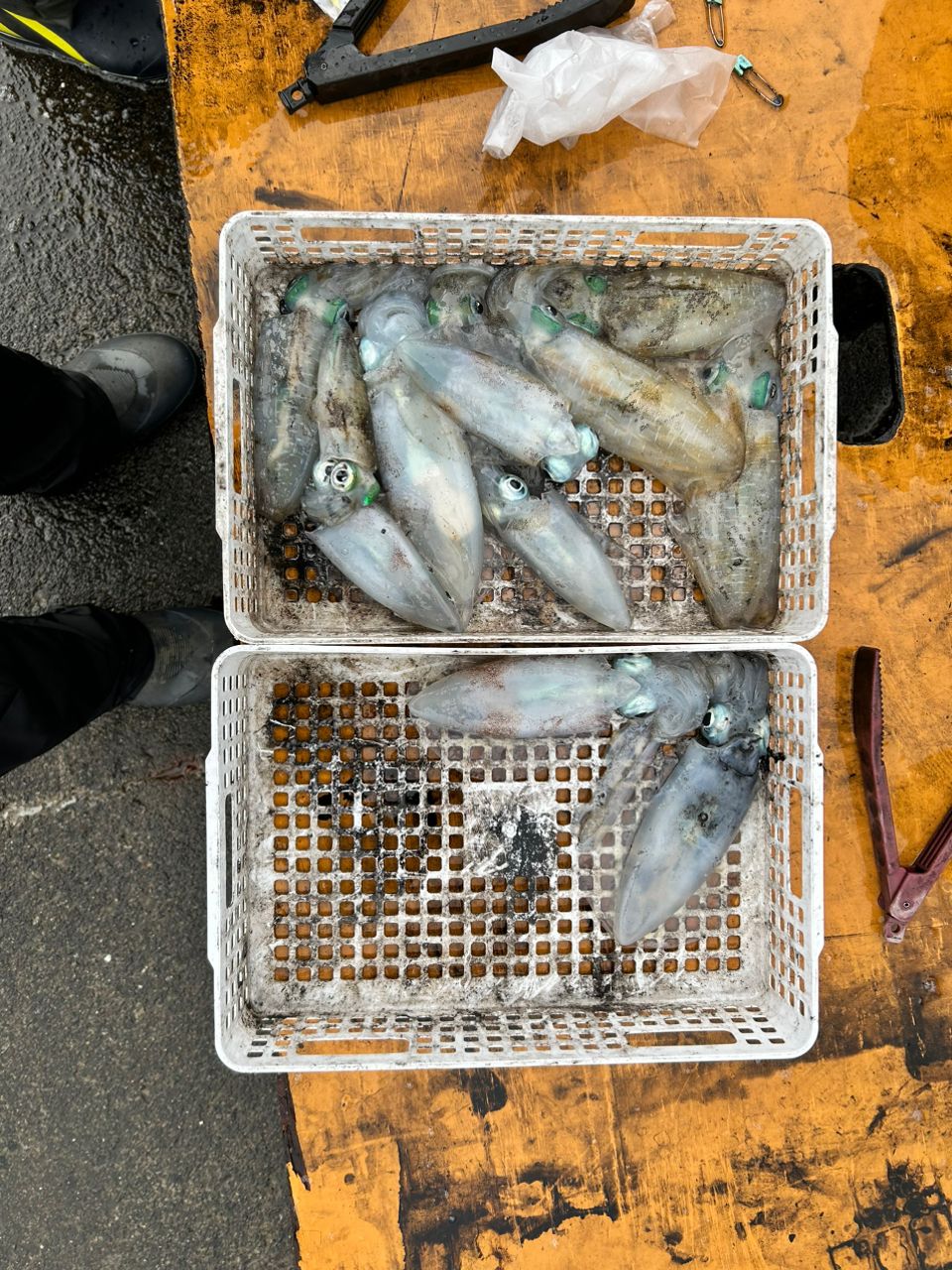 アオリイカ