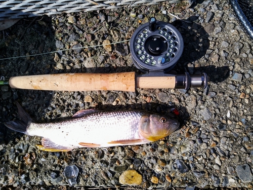 ハスの釣果