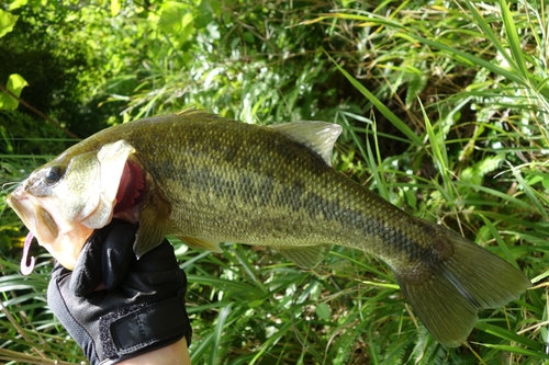 ブラックバスの釣果