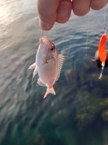 チャリコの釣果