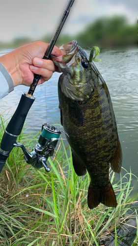 スモールマウスバスの釣果