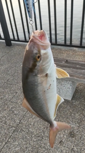 ショゴの釣果