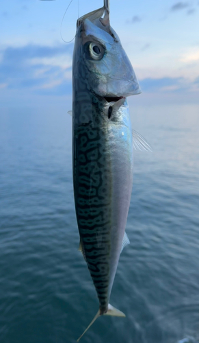 サバの釣果