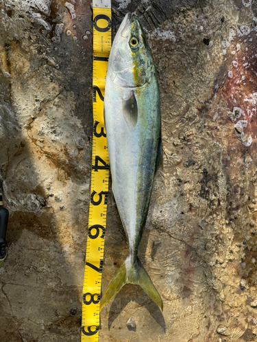 ブリの釣果