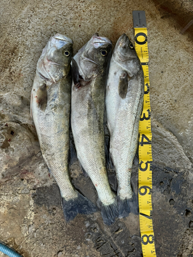 シーバスの釣果