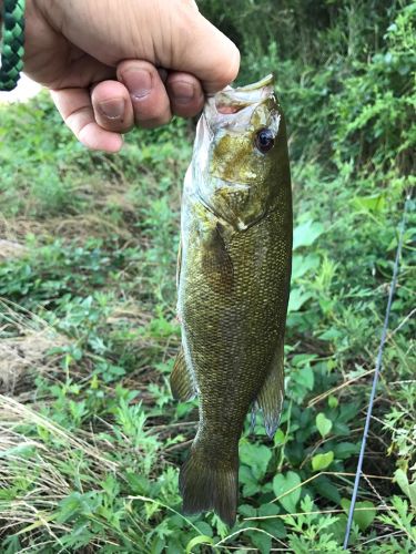 スモールマウスバスの釣果