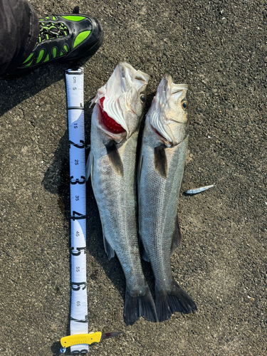 シーバスの釣果