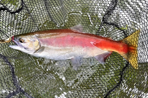 ヒメマスの釣果