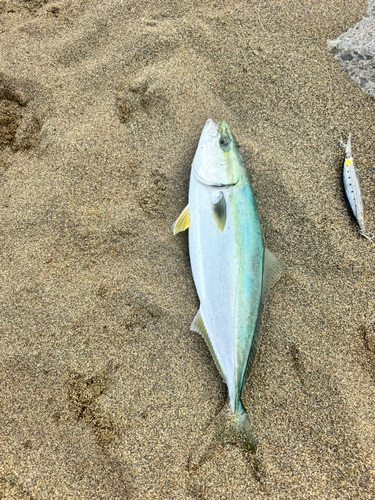 ワラサの釣果