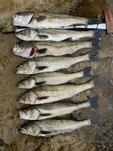 シーバスの釣果