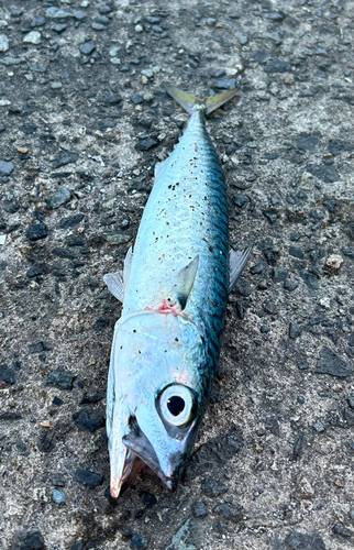 サバの釣果