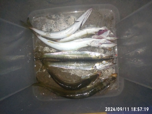 カマスの釣果