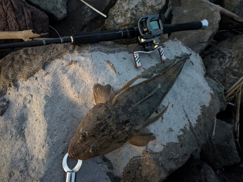 マゴチの釣果