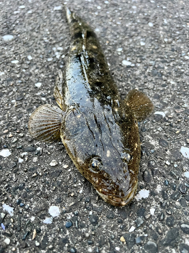 マゴチの釣果