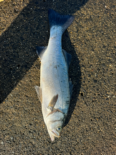 ヒラスズキの釣果