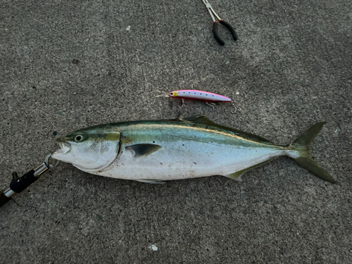 ワラサの釣果