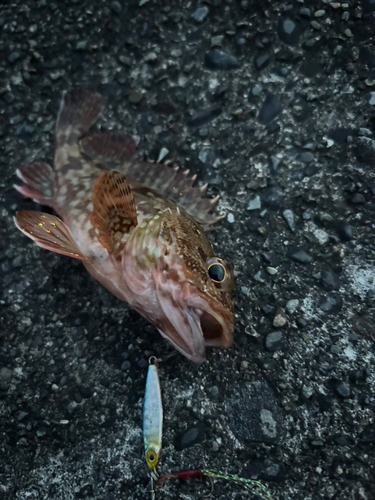 カマスの釣果