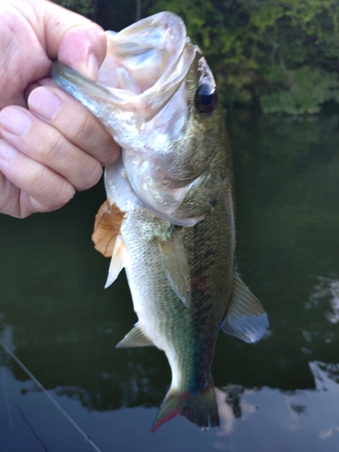 ラージマウスバスの釣果