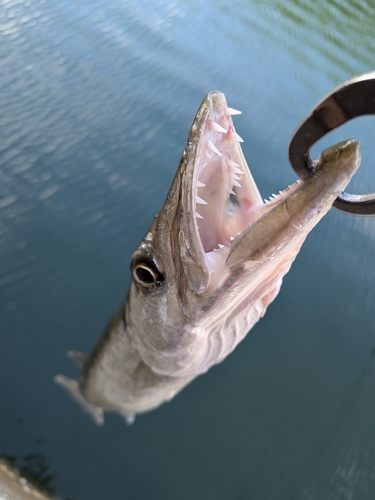 オニカマスの釣果