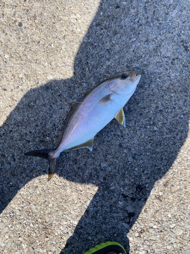 ショゴの釣果