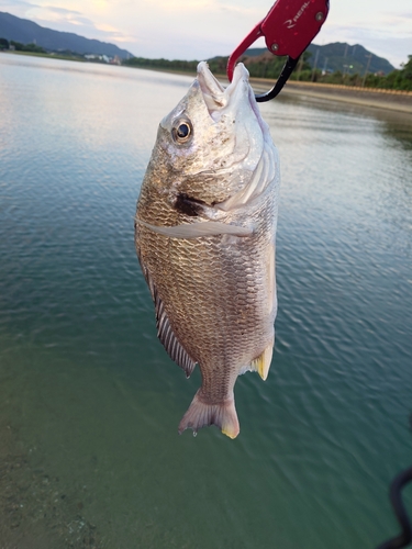 キビレの釣果