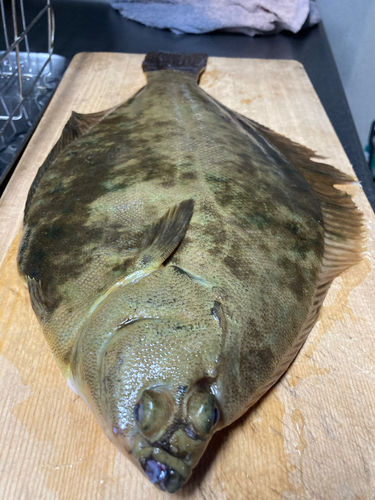 カレイの釣果